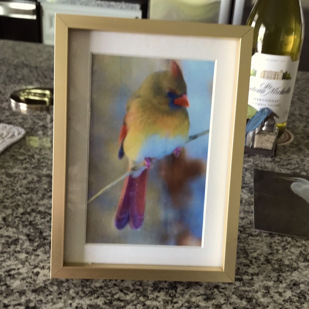 Framed cardinal photo